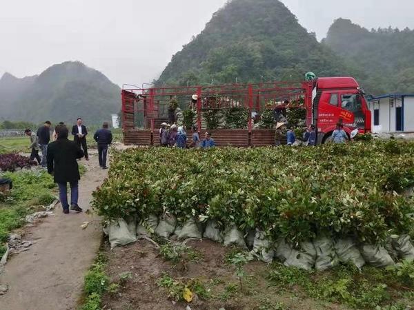 紫云县打饶村：建成“百花园”增收有来源