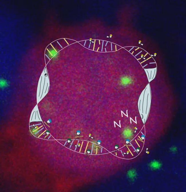 别熬夜了！白天工作学习裂开的DNA，只有睡眠才能修复