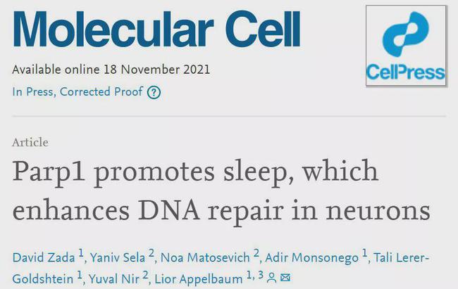 别熬夜了！白天工作学习裂开的DNA，只有睡眠才能修复