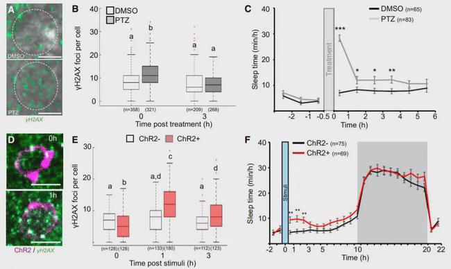 别熬夜了！白天工作学习裂开的DNA，只有睡眠才能修复