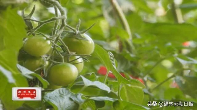 种植绿番茄，每棚每次收益3、4万元