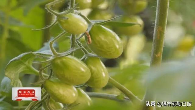 种植绿番茄，每棚每次收益3、4万元