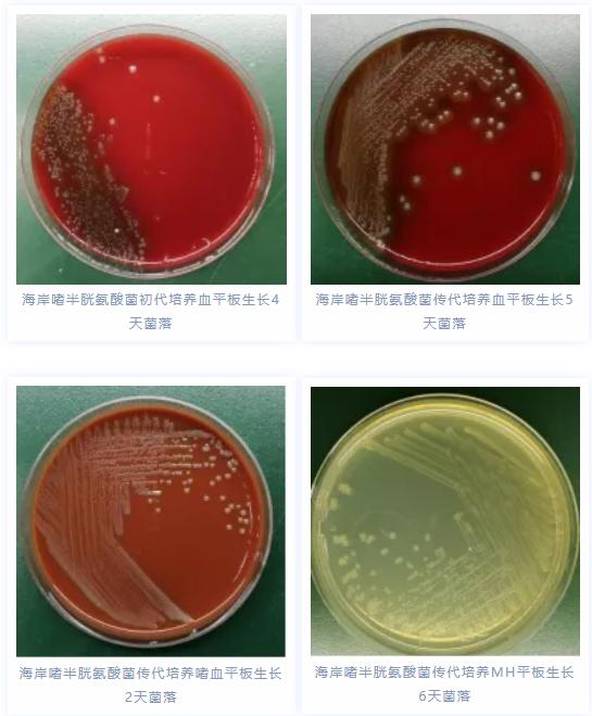 19岁姑娘被虾刺了一下，手指红肿溃烂，20多天没愈合