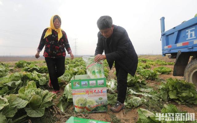 系上红“围脖”，胶白上市了