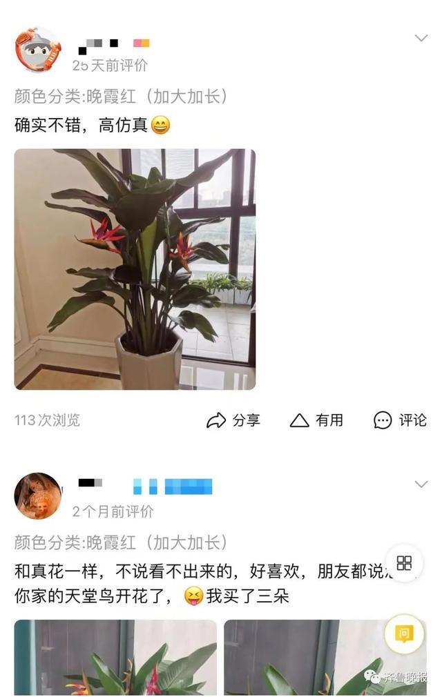 定闹钟浇水！女子养了半年花，才发现是假的……网友评论笑疯