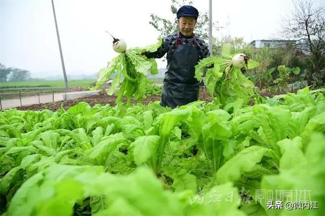 脆甜化渣！内江公认“最好吃”的萝卜丰收啦——