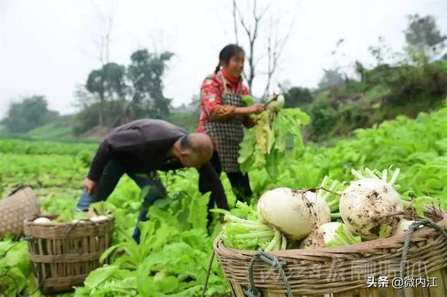 脆甜化渣！内江公认“最好吃”的萝卜丰收啦——