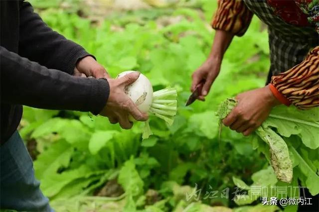 脆甜化渣！内江公认“最好吃”的萝卜丰收啦——