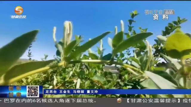 通渭：培育金银花产业 提升乡村振兴“含金量”