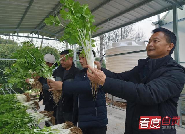 自贡首批万斤水培芹菜上市