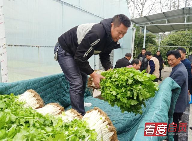 自贡首批万斤水培芹菜上市