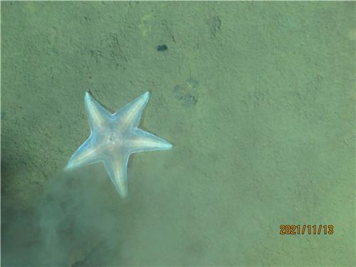 人类首次抵达雅浦海沟8919米深渊底部 上海交大“四人深海科考团队”采回200多个珍贵深渊样本