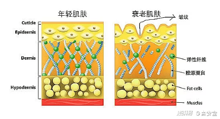 真正有效的抗衰真相，你知道吗？