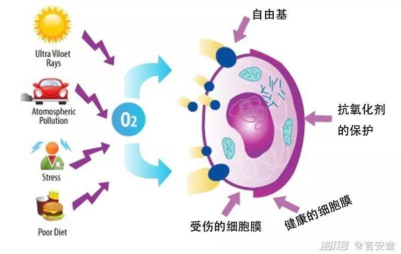 真正有效的抗衰真相，你知道吗？