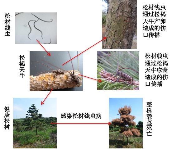 警惕引发松树毁灭的检疫性有害生物