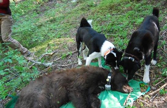 俄罗斯境内，它比高加索犬更具野性，猎熊专用，由雪山原住民饲养