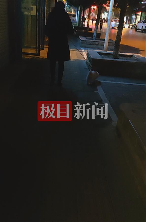 夜访云南昭通主城区遇到5条狗，律师称最严“限狗令”涉嫌行政违法