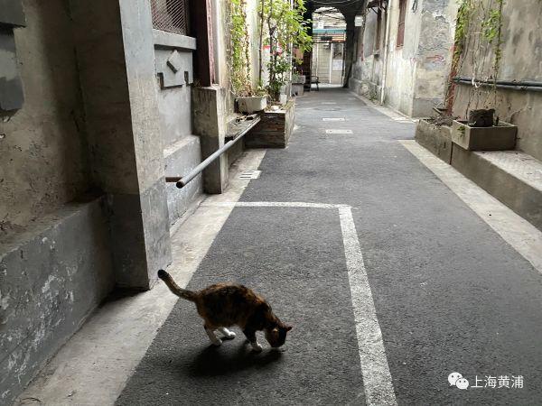 边拍边画丨老城厢“汤姆和杰瑞”的前世今生