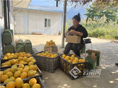 云南个旧：生态种植打造良“橙”美景