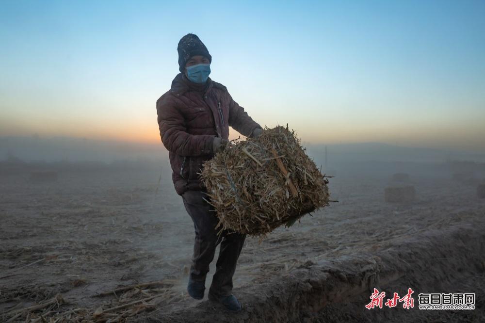 古浪县黄花滩镇：回收秸秆做牧草 变废为宝效益好