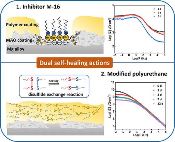 镁合金双重自修复腐蚀防护涂层研究获进展
