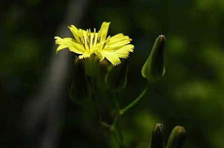 |枫叶家乡的苦菜花