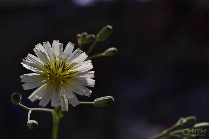 |枫叶家乡的苦菜花