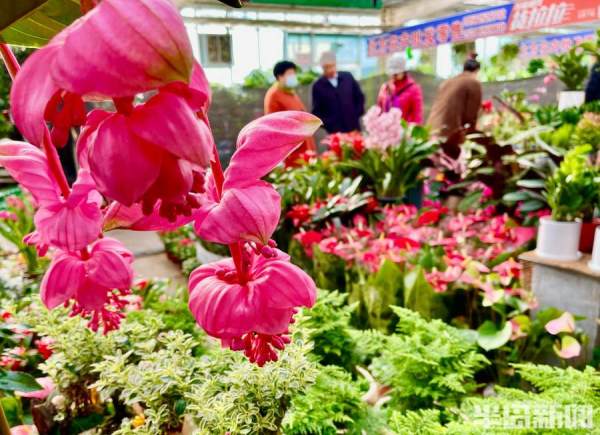 年宵花悄然上市，行家教你来选购