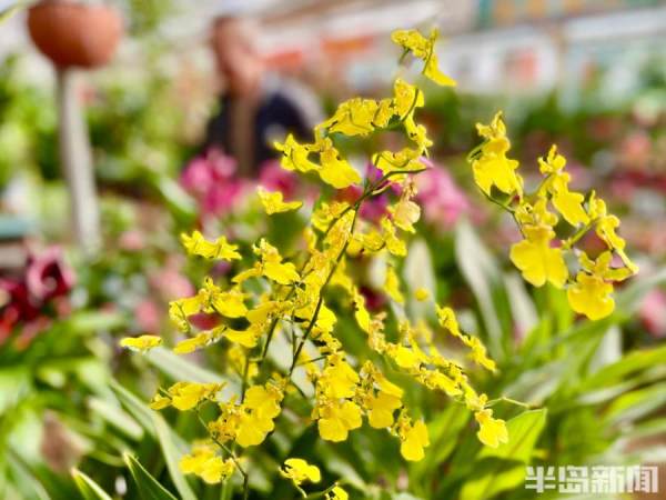 年宵花悄然上市，行家教你来选购