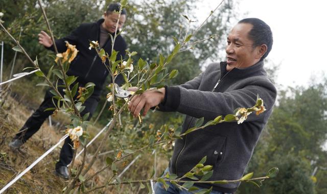 漫山油茶花走出飘香振兴路