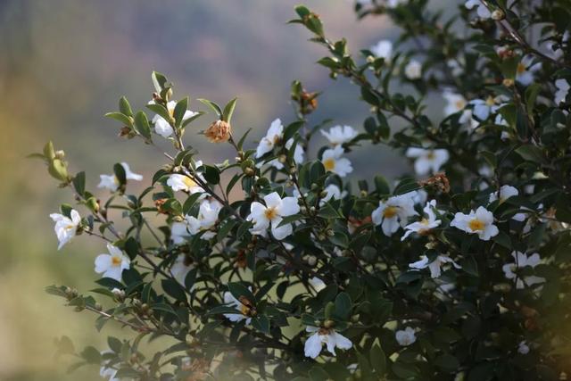 漫山油茶花走出飘香振兴路