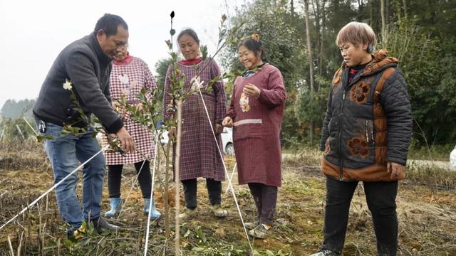 漫山油茶花走出飘香振兴路