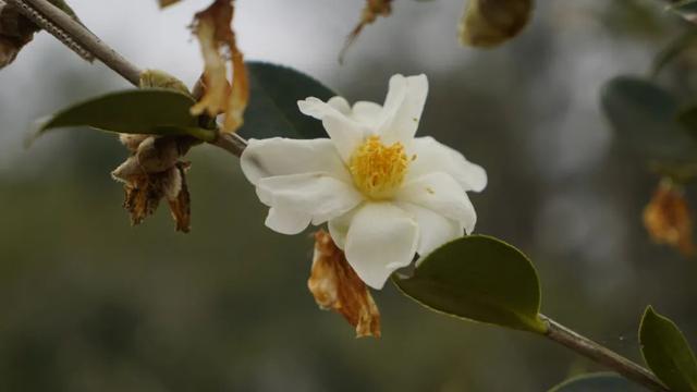 漫山油茶花走出飘香振兴路