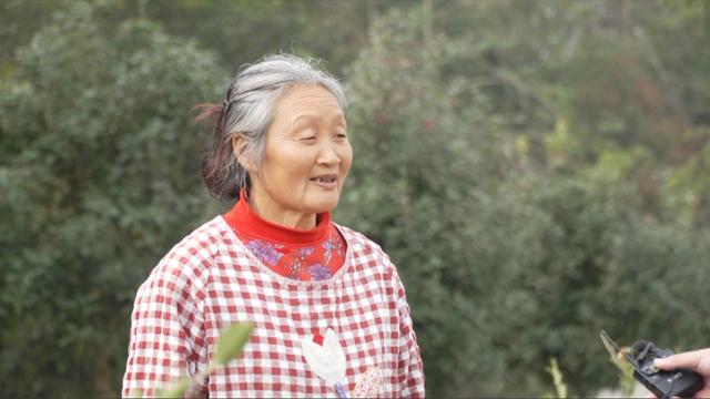 漫山油茶花走出飘香振兴路