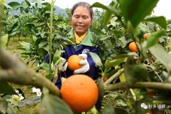 锦屏铜鼓：“红美人”成熟上市俏销省内外