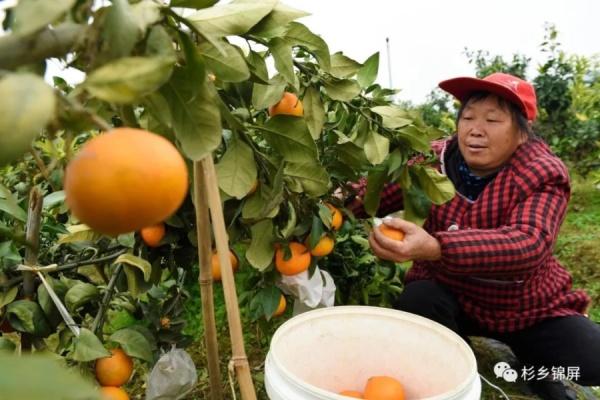 锦屏铜鼓：“红美人”成熟上市俏销省内外