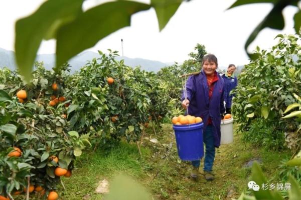 锦屏铜鼓：“红美人”成熟上市俏销省内外