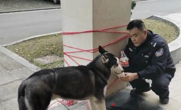 “拆家能手”偷溜出门后迷路，淡定走进长沙一派出所，结果……