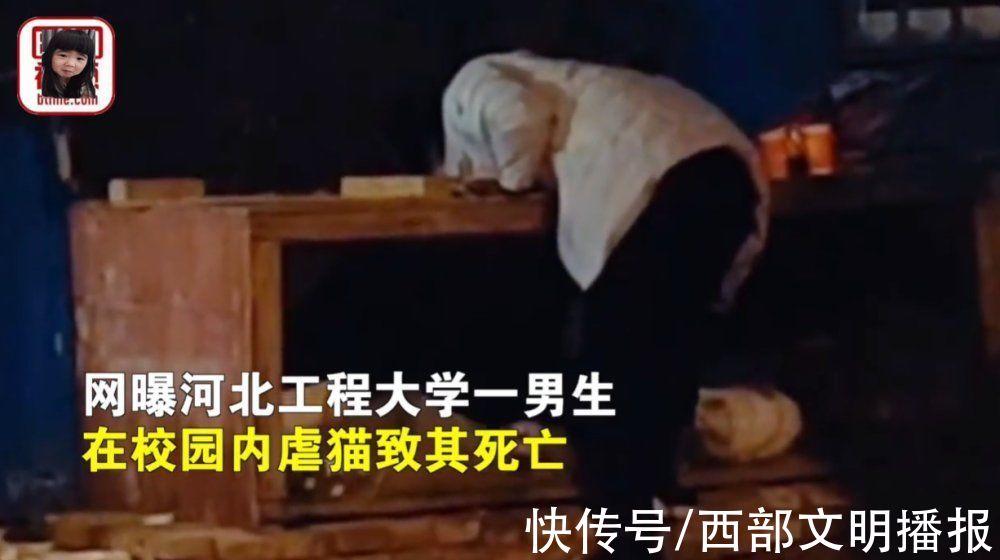 河北一大学生残忍虐猫，致3只猫1死2伤!学校:给予留校察看处分