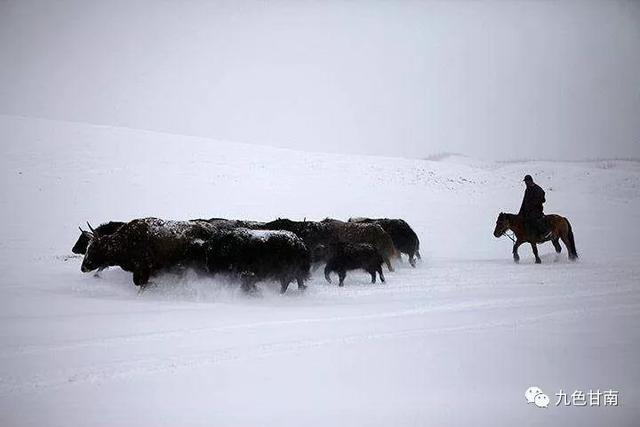 人间下了场甘南雪