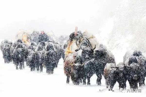 人间下了场甘南雪