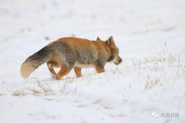 人间下了场甘南雪