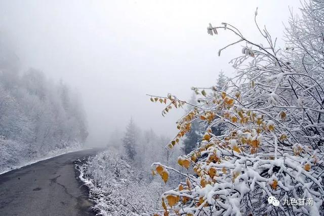 人间下了场甘南雪