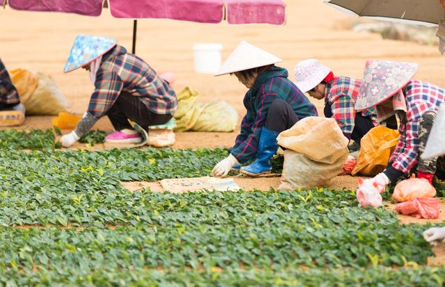 #（经济）福建宁德：冬闲变冬忙 茶苗促增收