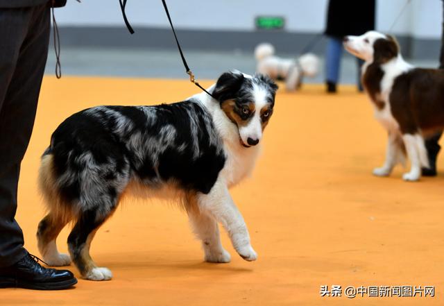 福州：全犬种冠军展举行