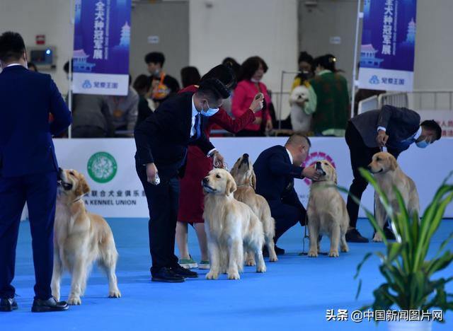 福州：全犬种冠军展举行