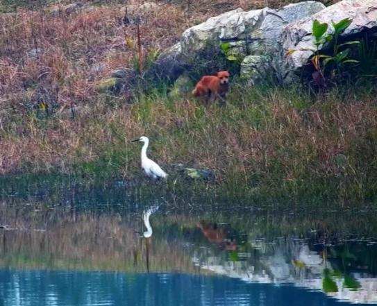 青龙湖的“神秘生物”冲上热搜，到底是狗还是狐？专家：应当是狗