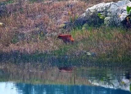 青龙湖的“神秘生物”冲上热搜，到底是狗还是狐？专家：应当是狗