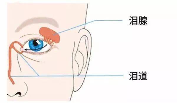 做双眼皮手术后，为什么会不由自主的流泪呢？