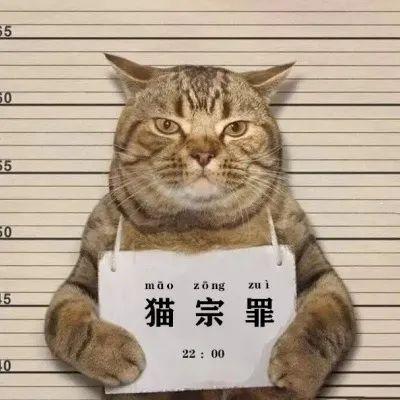 流浪渣猫脚踏五只船，受害人纷纷找上门，被揭穿后结局惨不忍睹